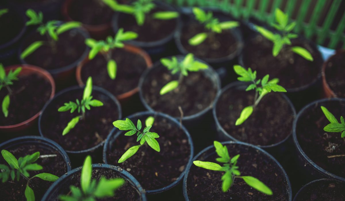 Plants need key things to live - so do websites